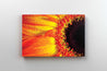 Tablou Canvas - Gerbera