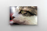Tablou Canvas - Portret de Pisica