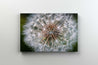 Tablou Canvas - Papadie Vara