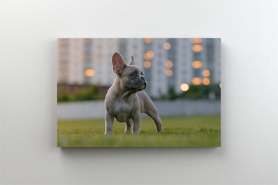 Tablou Canvas - Bulldog francez in parc in cartier