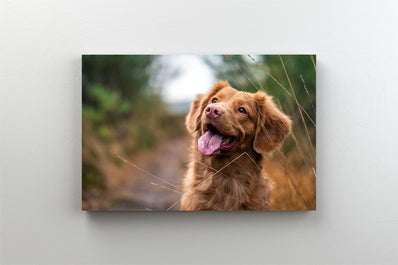 Tablou Canvas - Caine fericit scos la plimbare