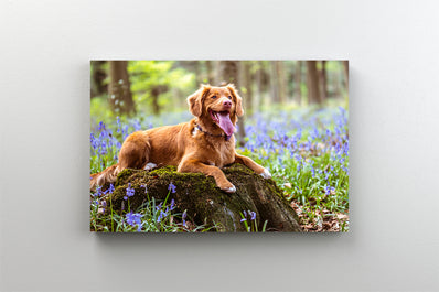 Tablou Canvas - Caine in parcul cu flori purpurii