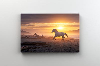 Tablou Canvas - Cal Alergand pe Plaja la Apus