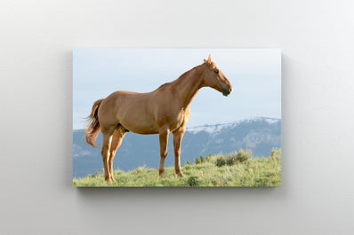 Tablou Canvas - Cal Pascand pe Culmea unui Munte