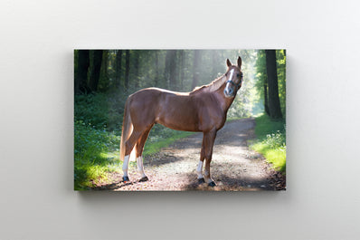 Tablou Canvas - Cal pe poteca impadurita