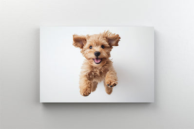 Tablou Canvas - Catel cu parul cret fericit in aer