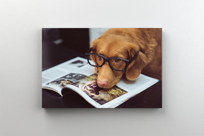 Tablou Canvas - Catelul studios cu capul pe carte