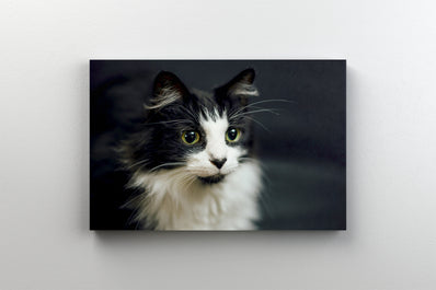 Tablou Canvas - Pisica cu alb si negru si ochi verzi - Portret