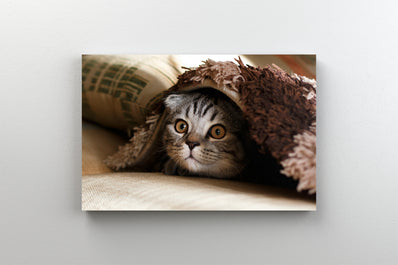 Tablou Canvas - Pisica juandu-se De-a v-ati ascunselea