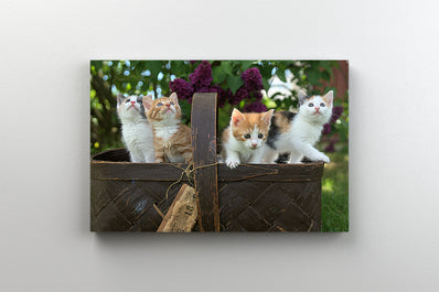 Tablou Canvas - Pisoi adunati intr-un cos pe gazon