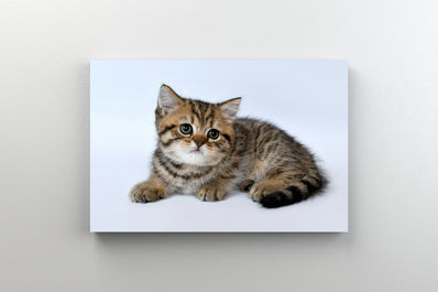 Tablou Canvas - Pisoi mic tigrat si pufos pe fundal alb