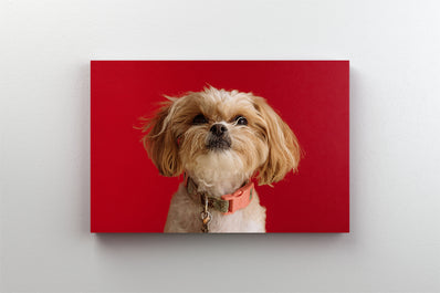 Tablou Canvas - Portret de caine fericit pe fundal rosu