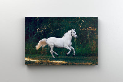 Tablou Canvas - Cal Alb Alergand in Lumina Aurie