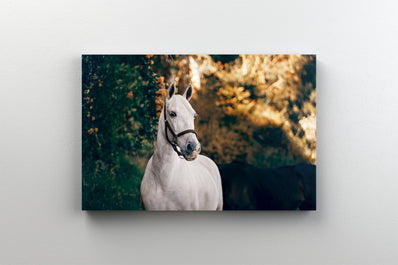 Tablou Canvas - Portret de Cal Alb in Lumina Aurie