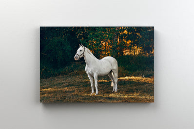 Tablou Canvas - Portret de Cal Alb in Liziera Padurii