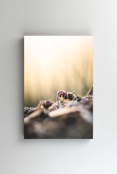 Tablou Canvas - The ant