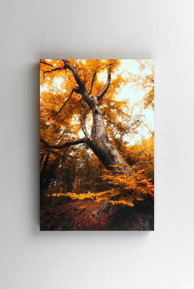 Tablou Canvas - Autumn Tree