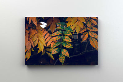 Tablou Canvas - Autumnal