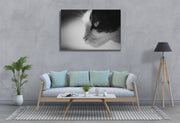 Tablou Canvas - B&W Cat Portrait