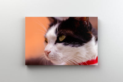 Tablou Canvas - Cat Portrait