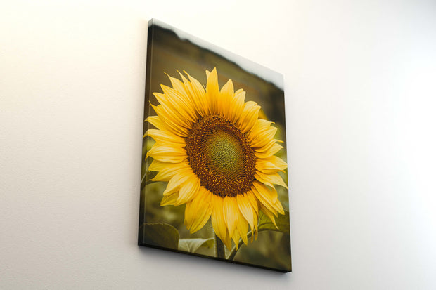 Tablou Canvas - Floarea Soarelului