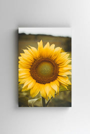 Tablou Canvas - Floarea Soarelului