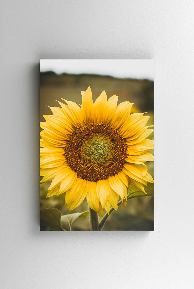 Tablou Canvas - Floarea Soarelului