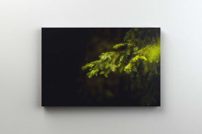 Tablou Canvas - Forest