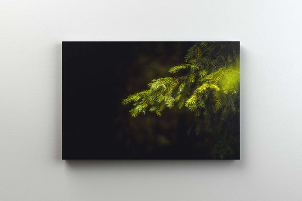 Tablou Canvas - Forest