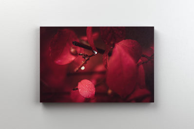 Tablou Canvas - Read Leaf