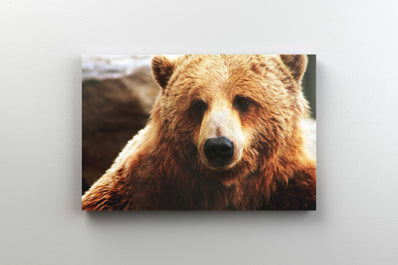 Tablou Canvas - Ursul