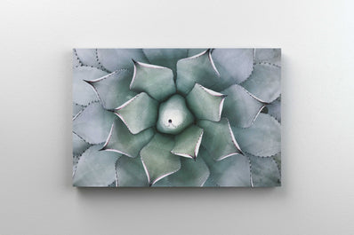 Tablou Canvas - Cactus