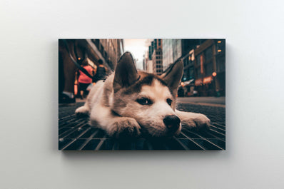 Tablou Canvas - Caine Urban