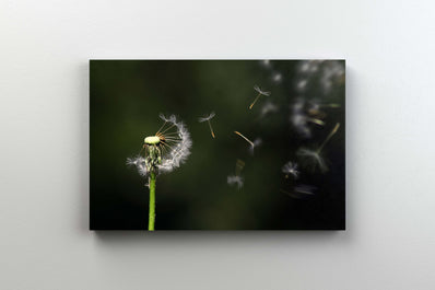 Tablou Canvas - Papadie