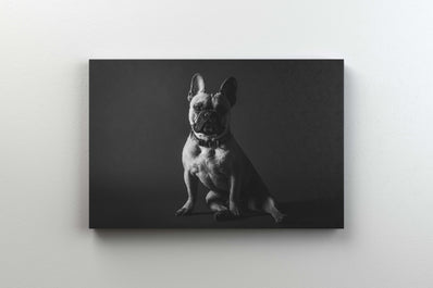 Tablou Canvas - Bulldog Francez