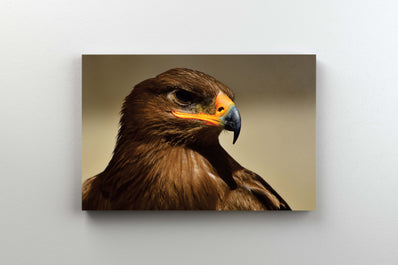 Tablou Canvas - Vultur