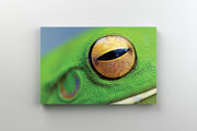 Tablou Canvas - Ochi de Broasca