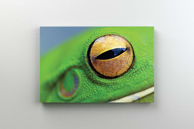 Tablou Canvas - Ochi de Broasca