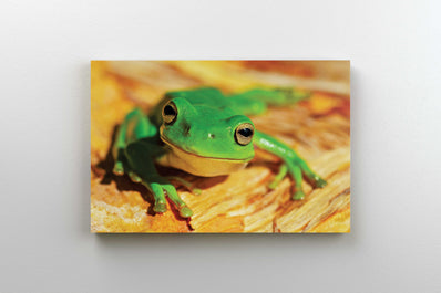 Tablou Canvas - Broasca