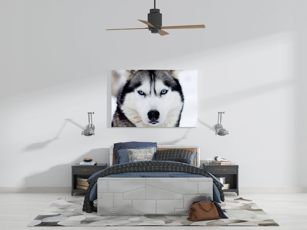 Tablou Canvas - Husky