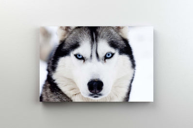 Tablou Canvas - Husky
