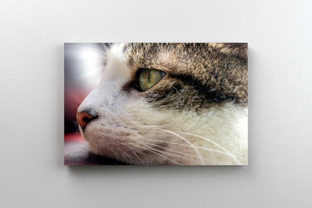 Tablou Canvas - Portret de Pisica