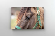 Tablou Canvas - Cal