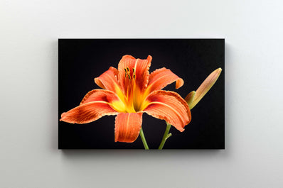 Tablou Canvas - Crin