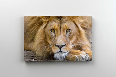 Tablou Canvas - Leul