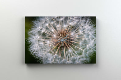 Tablou Canvas - Papadie Vara