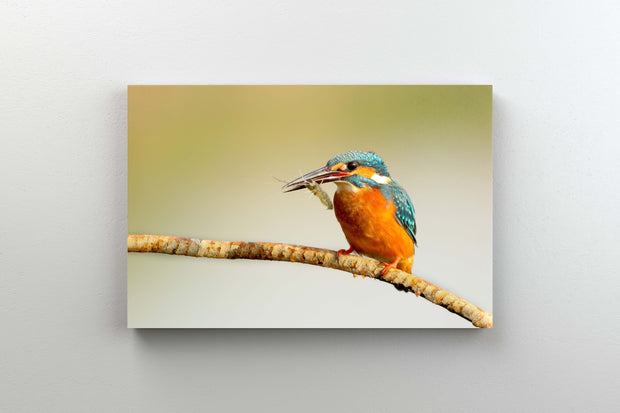 Tablou Canvas - Kingfisher