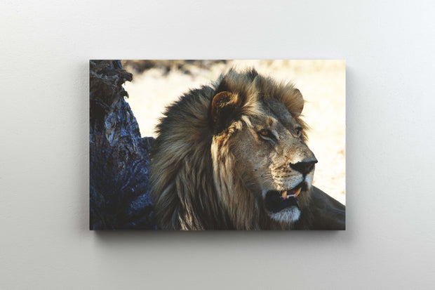 Tablou Canvas - Leu