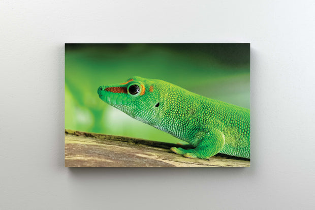 Tablou Canvas - Soparla Gecko