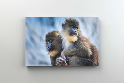 Tablou Canvas - Monkey Magic